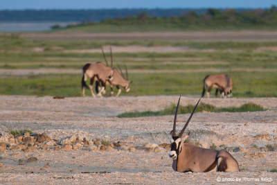 Oryxantilopen im Etosha Nationalpark