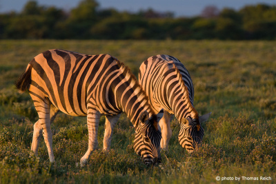Grasende Zebras in freier Wildbahn