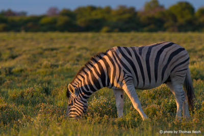 Plains Zebra Grassland