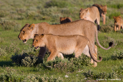 Pack of lions