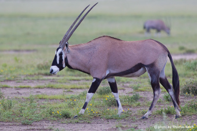 Oryxantilope Hörner, Namibia