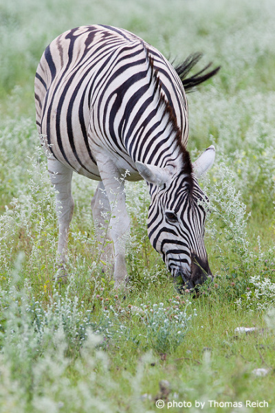 Plains Zebra diet