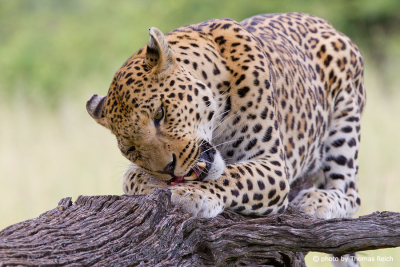 Hungry Leopard eating