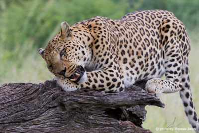 Leopard eating a bone