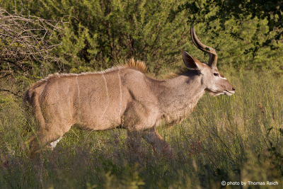 Kudu Antilope Männchen