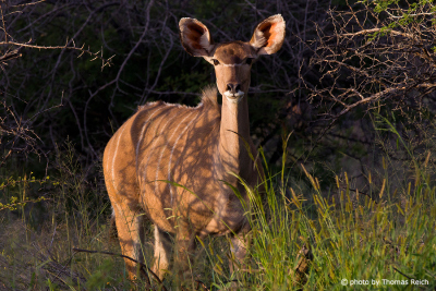 Großer Kudu Antilope in der Buschlandschaft, Afrika