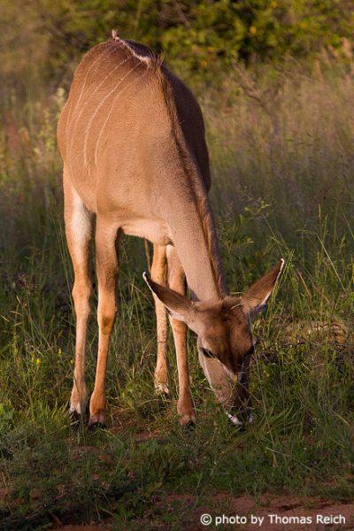 Kudu Antilope weiblich frisst Gras
