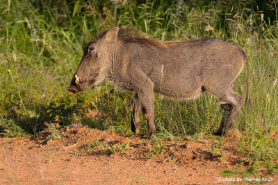 Common Warthog habitat