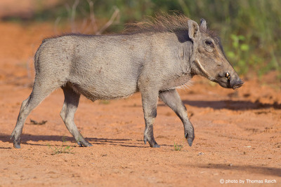 Common Warthog speed