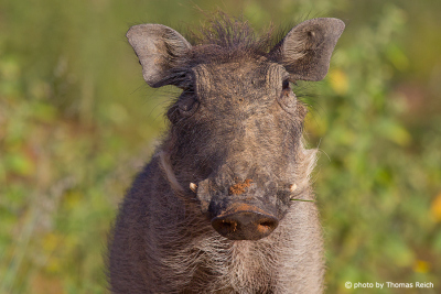 Young Common Warthog