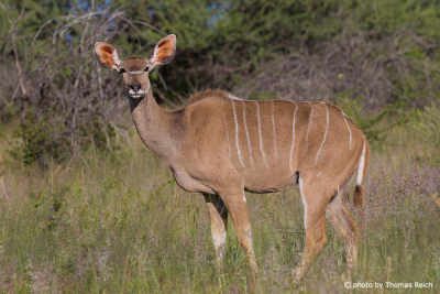 Kudu Antilope in Namibia