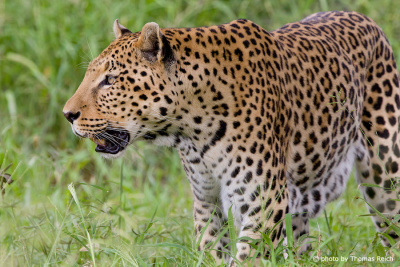 Leopard in der Wildnis