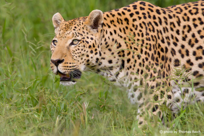 Leopard in Savanne Namibia