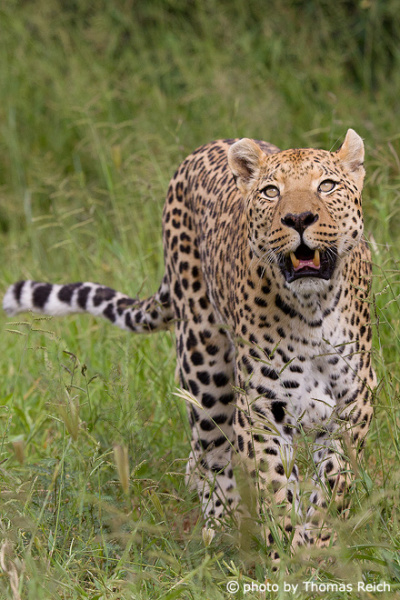 Leopard Geschwindigkeit