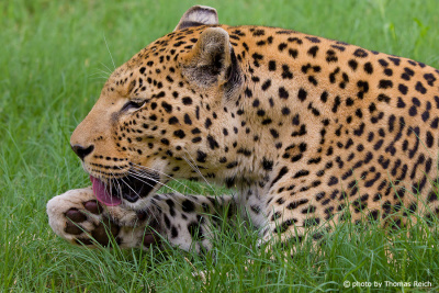 Leopard cleans his paws