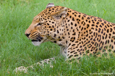 Leopard ruht sich aus