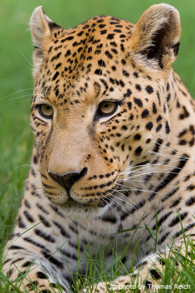 Leopard sits in grass
