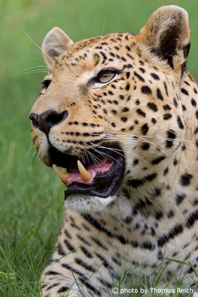 Leopard zeigt seine Zähne