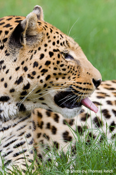 Leopard Großkatze