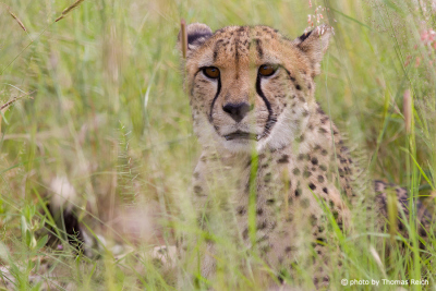 Gepard versteckt sich im Gras
