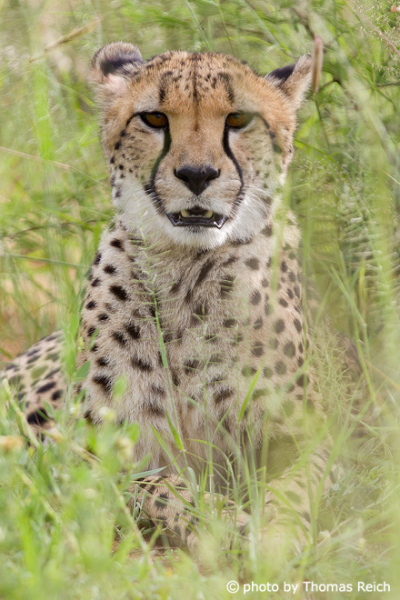Gepard cat Ernährung