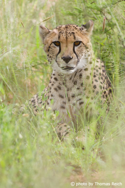 Cheetah Fur pattern