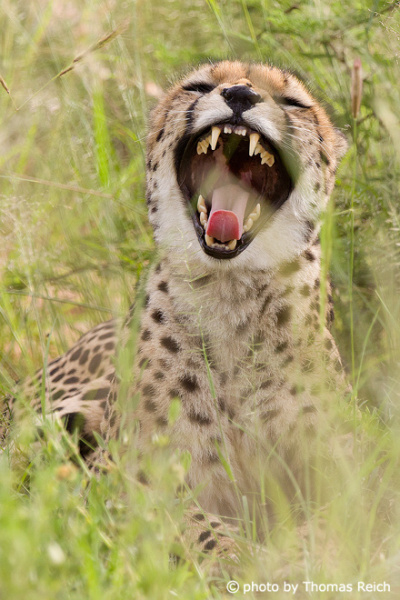 Gepard gähnt und zeigt seine Zähne