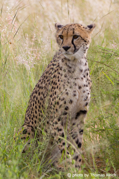Cheetah size