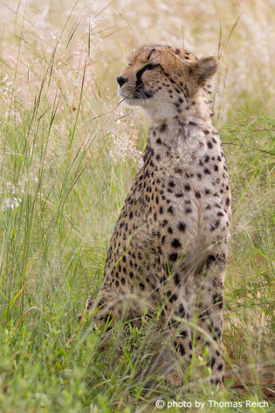 Cheetah big cat