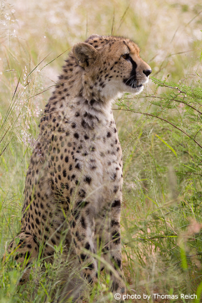 Cheetah cat body
