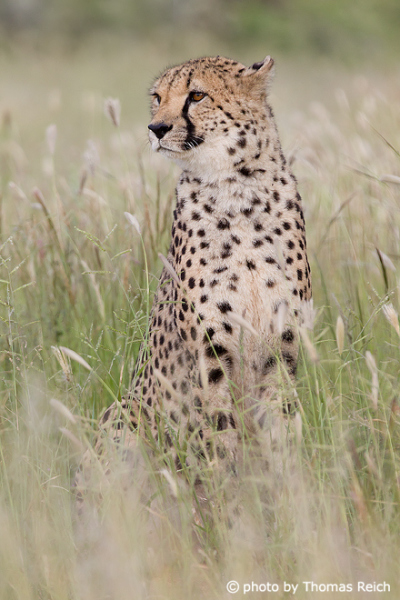 Cheetah predatory cat