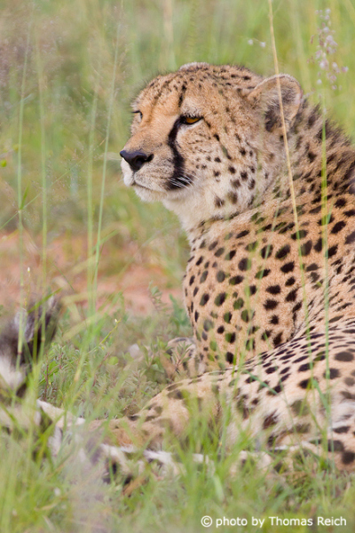 Lying cheetah in the savannah