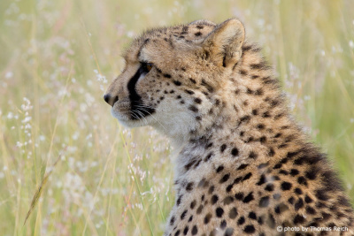 Cheetah appearance