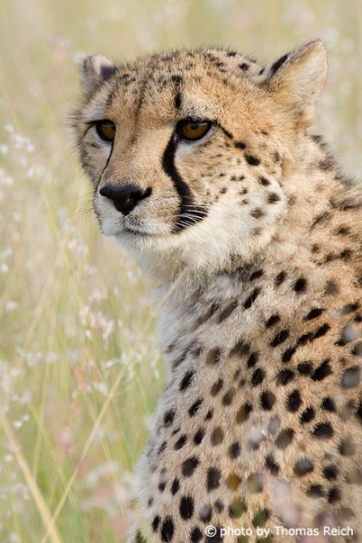 Gepard Tier