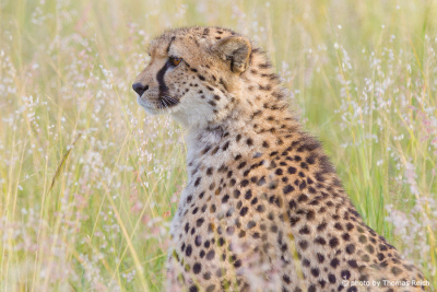 Cheetah cat habitat