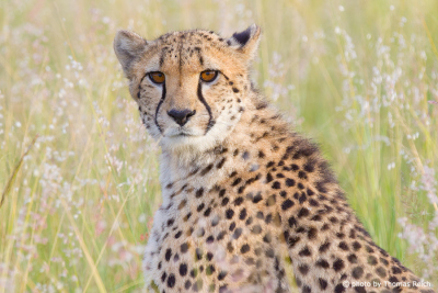 Cheetah female