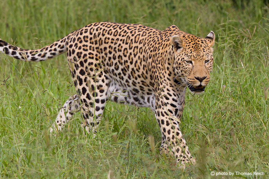 Leopard walking trough grass