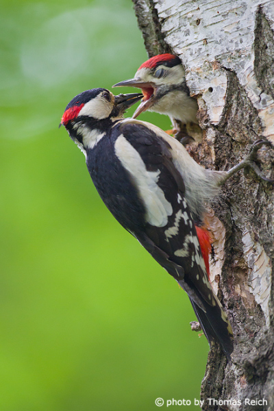Great Spotted Woodpecker diet