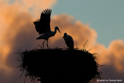 Landing White Stork in nest