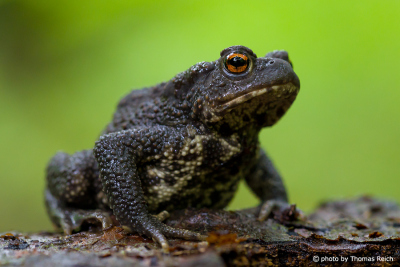 Common Toad appearance