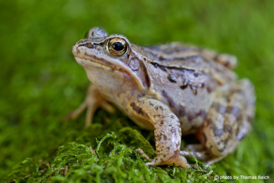 Common Frog skin