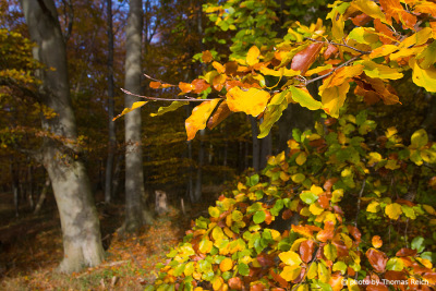 Herbstspazierung im Wald