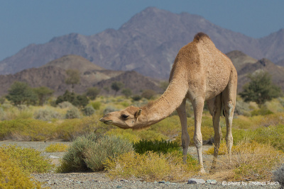 Einhöckriges Kamel Wüste, Oman