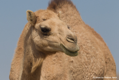 Einhöckriges Kamel Lebensraum Oman