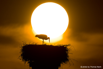 Storch vor Sonnenuntergang