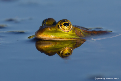 Common Frog in pond