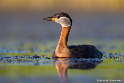Red-necked Grebe in the sun