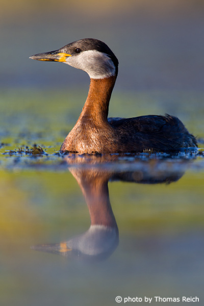 Red-necked Grebe reflected on water surface