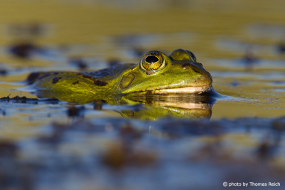 Common grass frog habitat