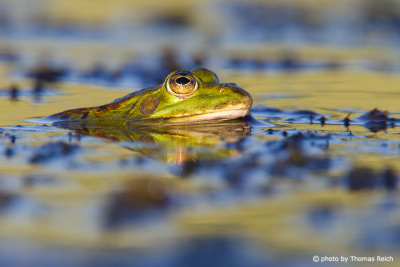 Common Frog in spawning waters
